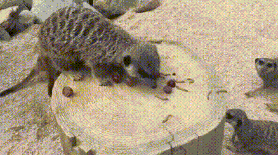Greedy Meerkat