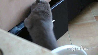 Cat Fiddling in Drawer