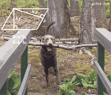 Dog carrying large branch standing in front of narrow bridge.After calculating, turns the branch diagonally and passes bridge